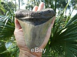 6 5/16 X 5 9/16 Flappa Megalodon Tooth Shark Authentic Found by Vito Bertucci