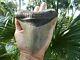 6 5/16 X 5 9/16 Flappa Megalodon Tooth Shark Authentic Found By Vito Bertucci