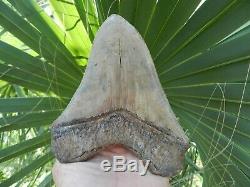 6 5/16 X 5 9/16 Flappa Megalodon Tooth Shark Authentic Found by Vito Bertucci