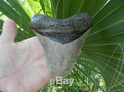 6 5/16 X 5 9/16 Flappa Megalodon Tooth Shark Authentic Found by Vito Bertucci