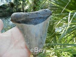 6 5/16 X 5 9/16 Flappa Megalodon Tooth Shark Authentic Found by Vito Bertucci