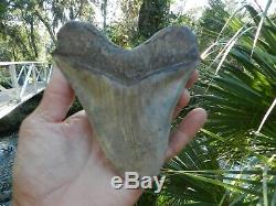 6 5/16 X 5 9/16 Flappa Megalodon Tooth Shark Authentic Found by Vito Bertucci