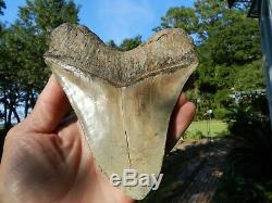 6 5/16 X 5 9/16 Flappa Megalodon Tooth Shark Authentic Found by Vito Bertucci