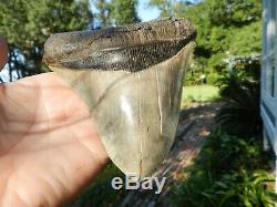 6 5/16 X 5 9/16 Flappa Megalodon Tooth Shark Authentic Found by Vito Bertucci