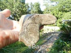 6 5/16 X 5 9/16 Flappa Megalodon Tooth Shark Authentic Found by Vito Bertucci