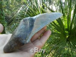 6 5/16 X 5 9/16 Flappa Megalodon Tooth Shark Authentic Found by Vito Bertucci