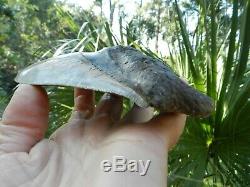6 5/16 X 5 9/16 Flappa Megalodon Tooth Shark Authentic Found by Vito Bertucci