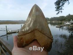6 5/8 Massive Chilean Glass Like Upper Megalodon Shark Tooth Serration 1.32 lb