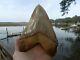 6 5/8 Massive Chilean Glass Like Upper Megalodon Shark Tooth Serration 1.32 Lb