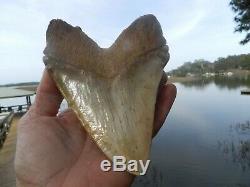 6 5/8 Massive Chilean Glass Like Upper Megalodon Shark Tooth Serration 1.32 lb