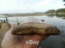 6 5/8 Massive Chilean Glass Like Upper Megalodon Shark Tooth Serration 1.32 lb