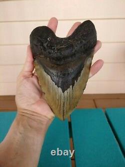 6.5 Inch Real Megalodon Shark Tooth Fossil Giant Genuine Big Meg