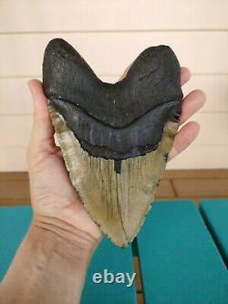 6.5 Inch Real Megalodon Shark Tooth Fossil Giant Genuine Big Meg