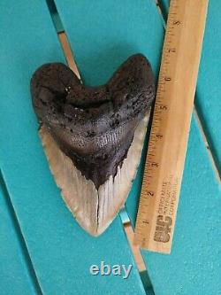 6.5 Inch Real Megalodon Shark Tooth Fossil Giant Genuine Big Meg