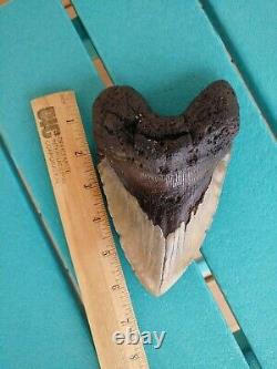 6.5 Inch Real Megalodon Shark Tooth Fossil Giant Genuine Big Meg