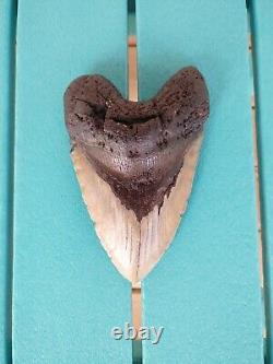 6.5 Inch Real Megalodon Shark Tooth Fossil Giant Genuine Big Meg