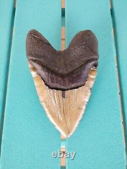 6.5 Inch Real Megalodon Shark Tooth Fossil Giant Genuine Big Meg