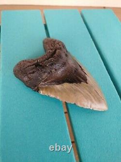 6.5 Inch Real Megalodon Shark Tooth Fossil Giant Genuine Big Meg