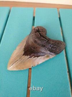 6.5 Inch Real Megalodon Shark Tooth Fossil Giant Genuine Big Meg