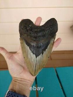 6.5 Inch Real Megalodon Shark Tooth Fossil Giant Genuine Big Meg