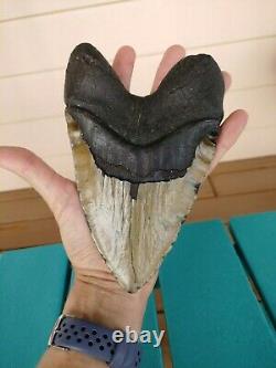 6.5 Inch Real Megalodon Shark Tooth Fossil Giant Genuine Big Meg