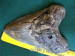 6.725 inch North Carolina Megalodon Shark Tooth NEAR 7 INCH