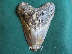 6.725 inch North Carolina Megalodon Shark Tooth NEAR 7 INCH