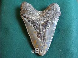 6.725 inch North Carolina Megalodon Shark Tooth NEAR 7 INCH