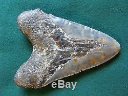 6.725 inch North Carolina Megalodon Shark Tooth NEAR 7 INCH