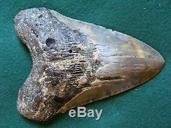 6.725 inch North Carolina Megalodon Shark Tooth NEAR 7 INCH