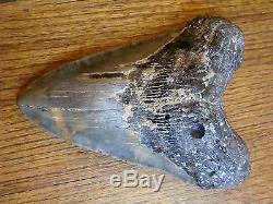 6.725 inch North Carolina Megalodon Shark Tooth NEAR 7 INCH