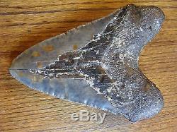 6.725 inch North Carolina Megalodon Shark Tooth NEAR 7 INCH