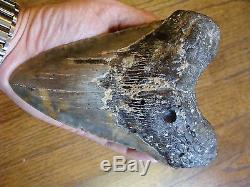 6.725 inch North Carolina Megalodon Shark Tooth NEAR 7 INCH