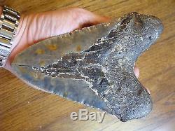 6.725 inch North Carolina Megalodon Shark Tooth NEAR 7 INCH