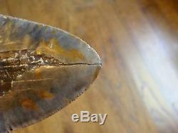 6.725 inch North Carolina Megalodon Shark Tooth NEAR 7 INCH