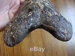 6.725 inch North Carolina Megalodon Shark Tooth NEAR 7 INCH