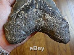 6.725 inch North Carolina Megalodon Shark Tooth NEAR 7 INCH