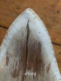 6 Fossil Megalodon Shark Tooth