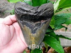6+ Inch Fossil Megalodon Prehistoric Shark Tooth Teeth. Massive Tooth