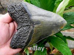 6+ Inch Fossil Megalodon Prehistoric Shark Tooth Teeth. Massive Tooth