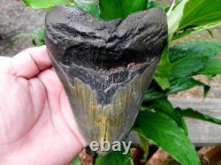 6+ Inch Fossil Megalodon Shark Tooth Teeth Massive Tooth 100% Authentic