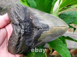 6+ Inch Fossil Megalodon Shark Tooth Teeth Massive Tooth 100% Authentic