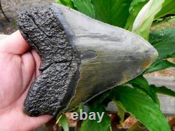 6+ Inch Fossil Megalodon Shark Tooth Teeth Massive Tooth 100% Authentic 6+ Inch Fossil Megalodon Shark Tooth Teeth Massive Tooth 100% Authentic