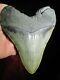 6 Inch Long By 5 Wide Megalodon Shark Tooth Fossil Fish Teeth 19.35 Oz Monster