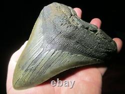 6 Inch Long by 5 Wide MEGALODON SHARK TOOTH Fossil Fish Teeth 19.35 oz MONSTER