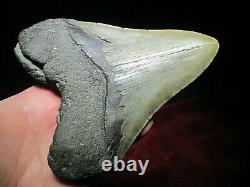 6 Inch Long by 5 Wide MEGALODON SHARK TOOTH Fossil Fish Teeth 19.35 oz MONSTER