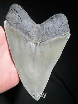 6 Inch MEGALODON SHARK Tooth Fossil MONSTER Fish Teeth SIX SERRATED KNIFE BLADE