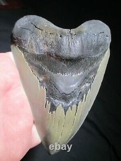 6 Inch MEGALODON SHARK Tooth Fossil MONSTER Fish Teeth SIX SERRATED KNIFE BLADE