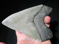 6 Inch MEGALODON SHARK Tooth Fossil MONSTER Fish Teeth SIX SERRATED KNIFE BLADE