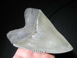 6 Inch MEGALODON SHARK Tooth Fossil MONSTER Fish Teeth SIX SERRATED KNIFE BLADE